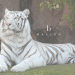 White Tiger Ballen