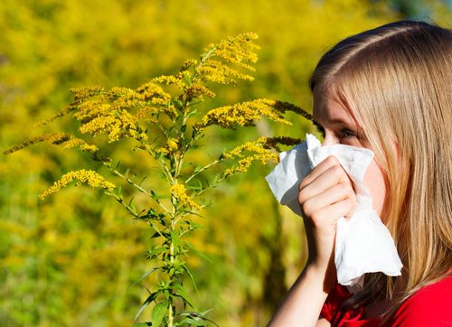 ragweed pollen