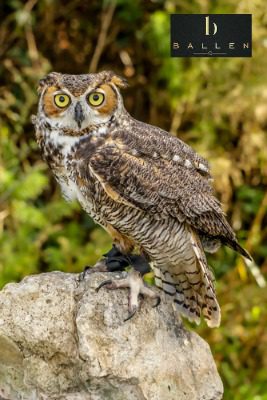 owls in las vegas