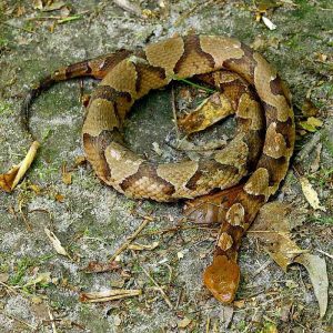 Copperhead