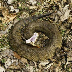 Cottonmouth Water moccasin
