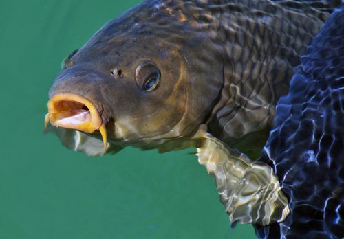 Lake Mead Las Vegas Carp