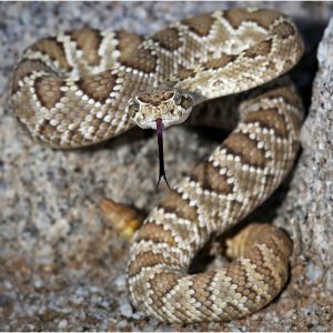 Mojave Rattle Snake