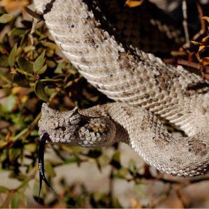 Sidewinder or Horned Rattle Snake Small - Snakes of Las Vegas