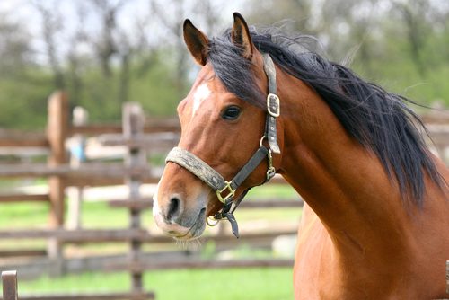 Beautiful Brown horse is outside the riding arena in Las Vegas