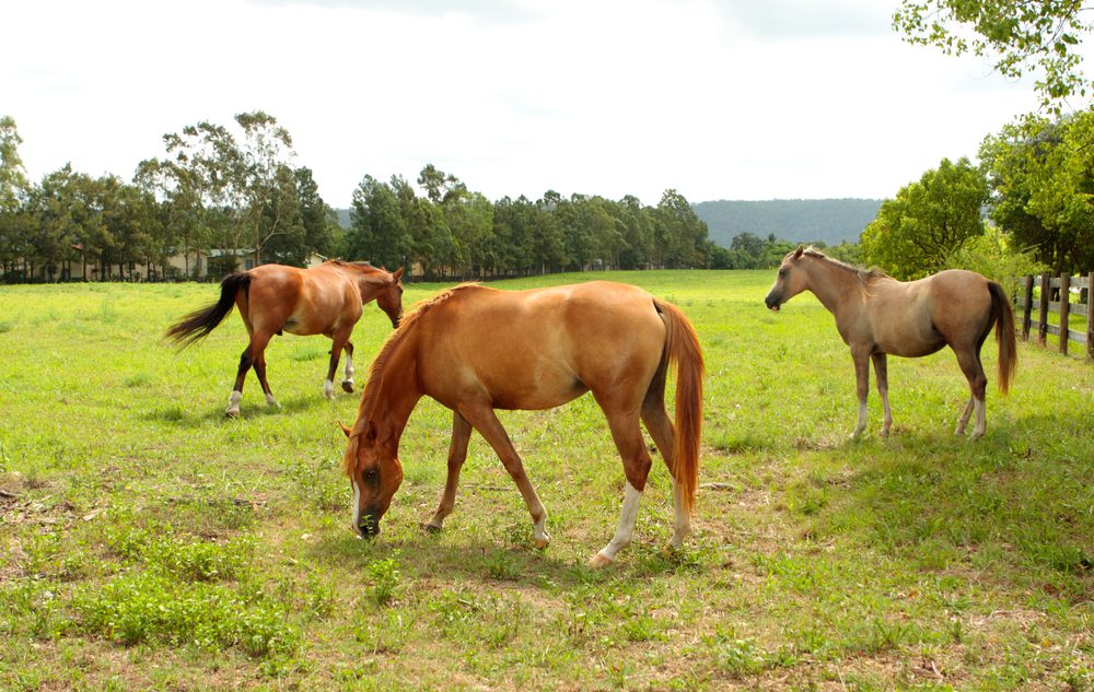 Horses Grazing