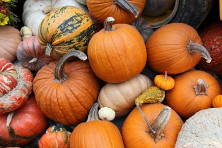 different colors and types of pumpkins in a pike