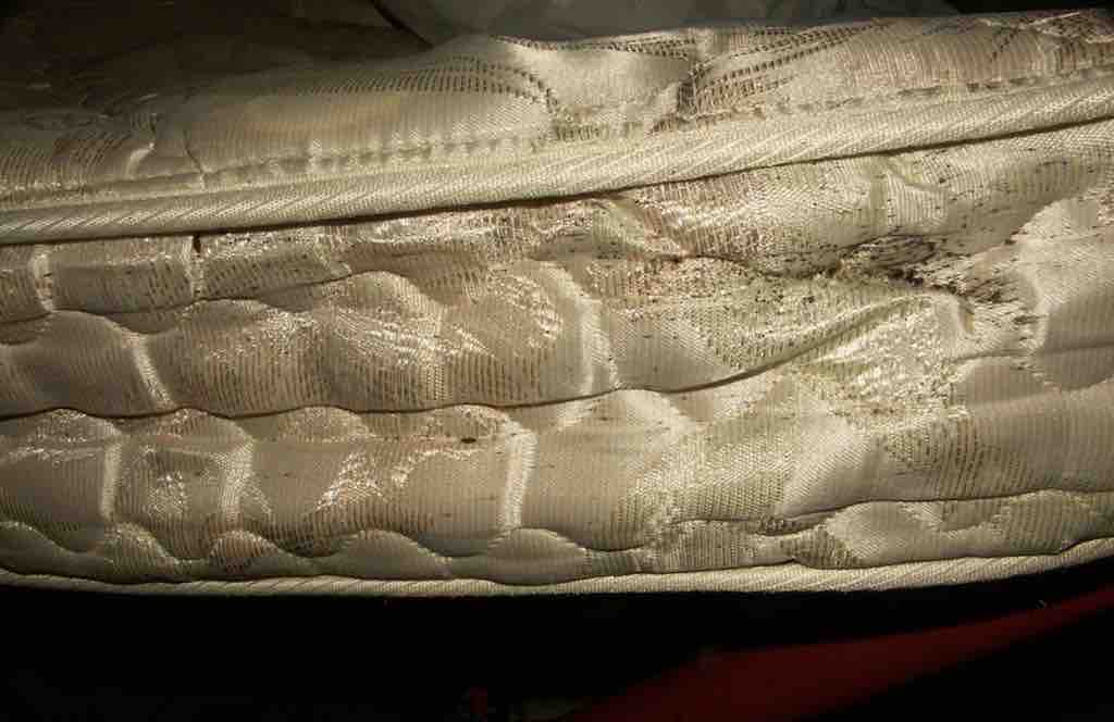 Signs of Bed Bugs on a mattress 