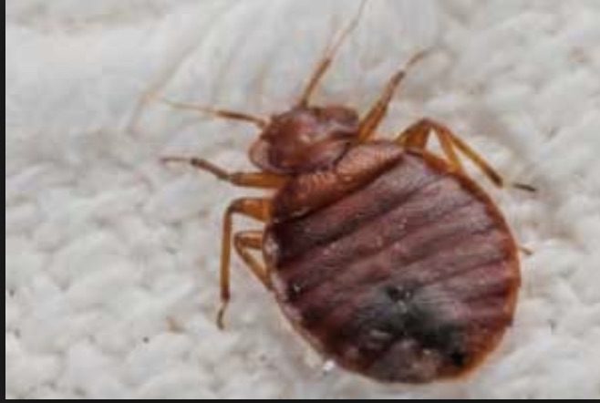 A bed bug is upside down on a bed