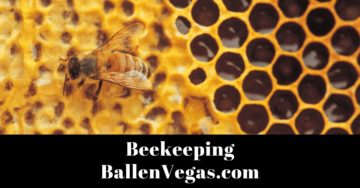 This short annotated bibliography provides a way to learn more about bees and the continued relationship we have with them.