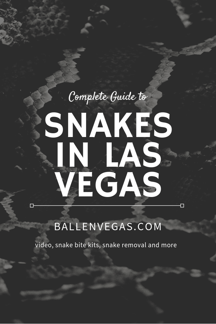 Most residents of Las Vegas are familiar with certain pests – spiders, lizards, and scorpions. But lately, Las Vegas has had an influx of what might be considered an unexpected creepy crawler – snakes.