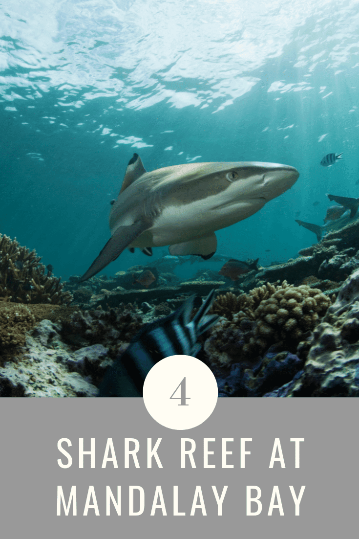 The shark reef offers over 1200 types of endangered species of fish, reptiles, and sharks. At the shark reef, you will enjoy a closer look of up to 100 sharks as you walk through two underwater tunnels. 