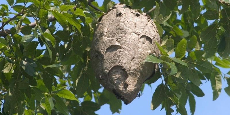 In your quest to get rid of bees, you need first to answer a precise question: what is the primary cause of the problem? Mostly, bees visit a place frequently in large numbers only when they have built a hive there.