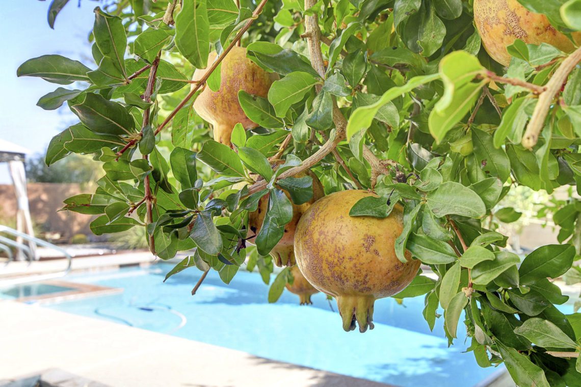 Live your gardening dreams with mature fruit trees right in your back yard (apples, oranges, grapes & pomegranates)! The pool and spa are just steps away from your covered patio in your very private backyard oasis! 