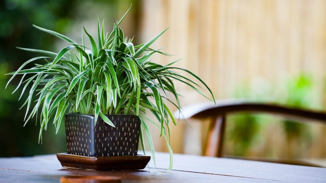 Spider plants tick all the boxes for household beautification and cleaner indoor air. These hardy indoor plants are both attractive and incredibly easy to care for. 