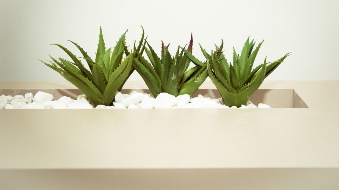 Want the perfect house plant for people who can't grow anything? Get succulents like aloe vera, and it's set and forget it time. 