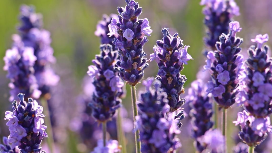 Aromatherapy that cleans the air; that's lavender. A natural insect repellent, lavender drives away fruit flies and gnats while soaking up carbon dioxide and formaldehyde in the atmosphere. 