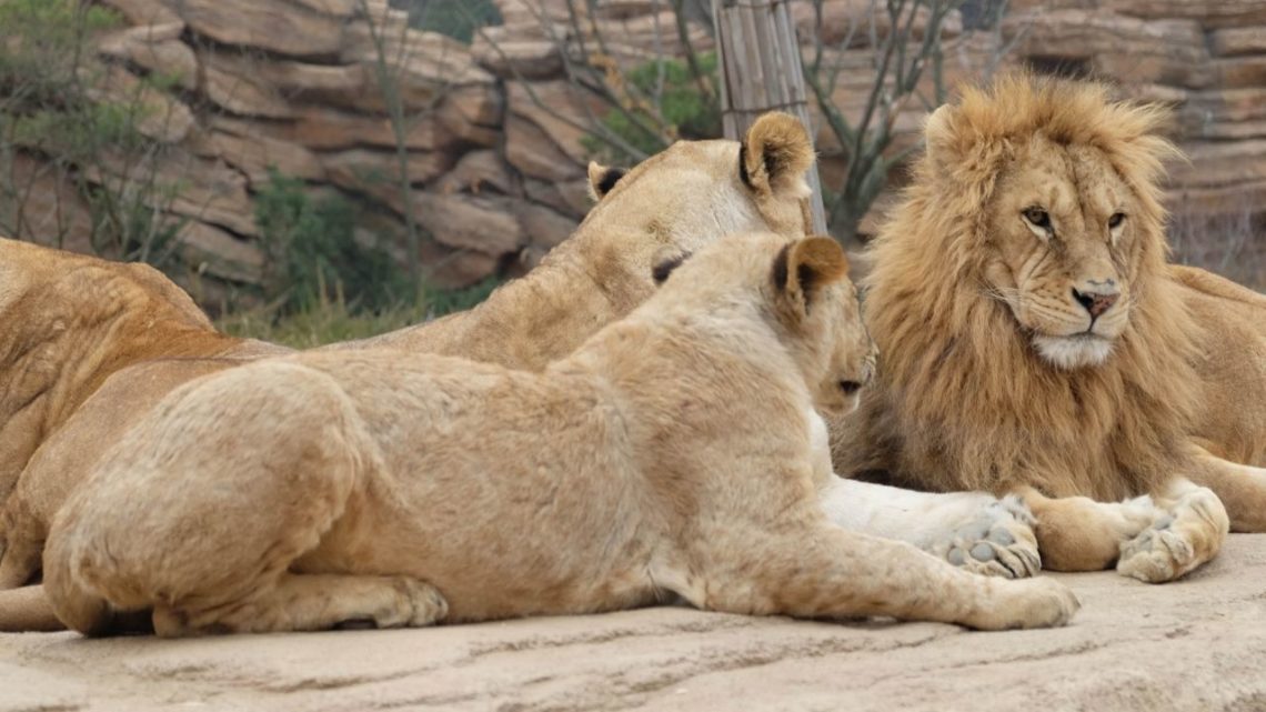 The Lion Habitat Ranch in Henderson, Nevada - BallenVegas.com