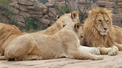 3 lions in a habitat