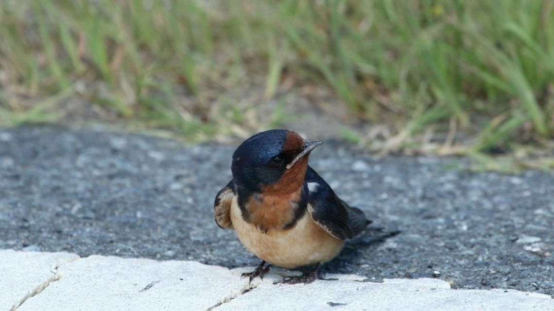 The Barn Swallow is a great bird to see in Las Vegas year-round especially around barns where farms are located nearby. They feed on insects like mosquitoes, grasshoppers, fruit flies, and beetles that live near tall trees or large buildings such as barns or factories.