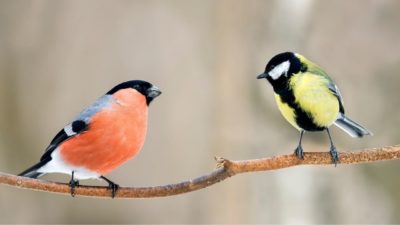 Here are birds you can find in Las Vegas including migration, hard to find, and every day backyard varieties.