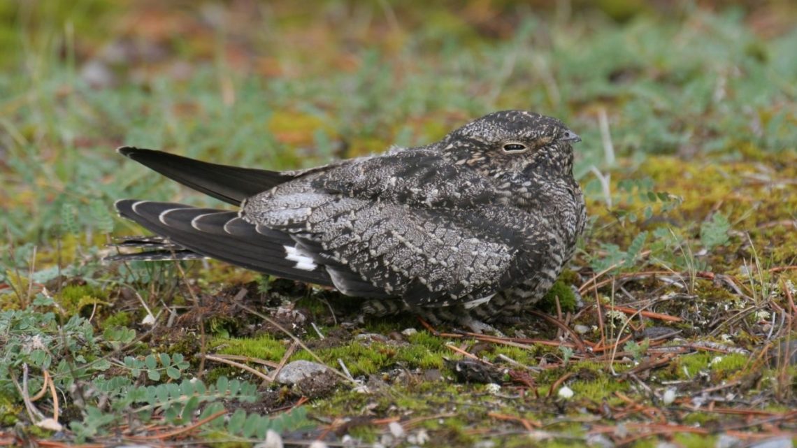 Common Nighthawks are seen in Las Vegas during the summer months perched on telephone poles looking for large insects like beetles and moths to eat from above. They rarely eat spiders but have sharp claws which they use to catch prey in mid-air or snag them off the ground if they drop low enough.