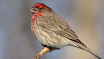 Birds In Las Vegas: A list of birds that can be seen here