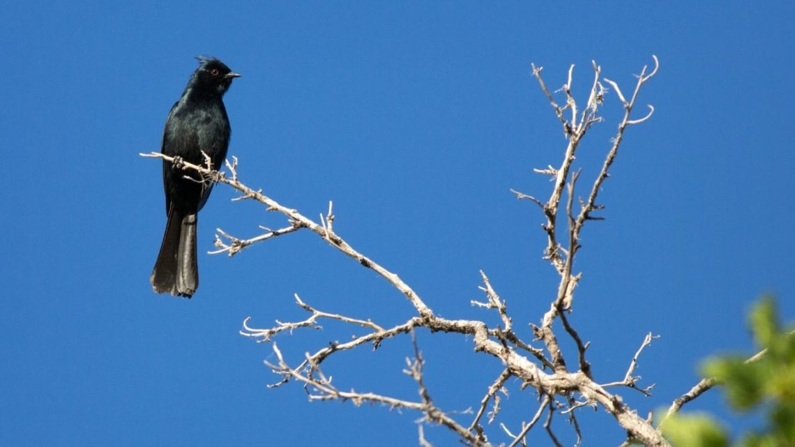 Phainopepla (Phainopepla nitens) is a small bird that takes on the colors of its surroundings for camouflage and it looks like a sparrow! They often hop around along tree branches looking for insects to eat or seeds from plants.