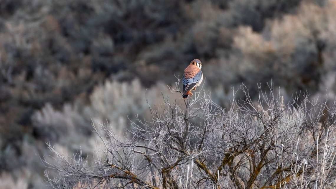 The American Kestrel is one of the most common birds to see in Las Vegas. They are known as Falconry birds because they are used by falconers who train them to hunt prey such as songbirds, rabbits, grasshoppers, and lizards.