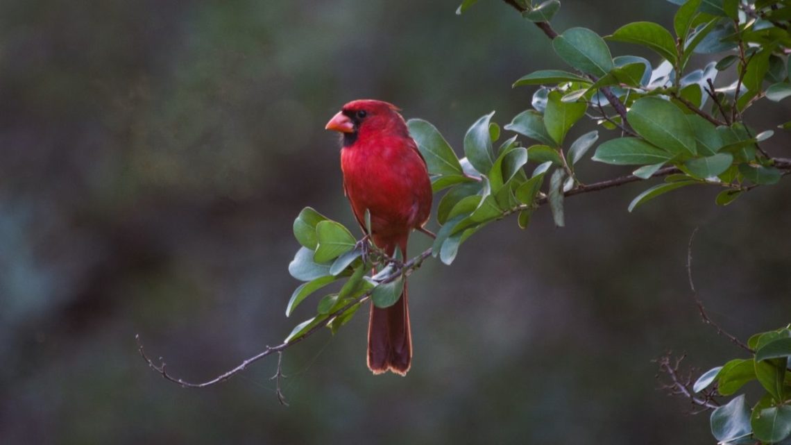 The Northern Cardinal (Cardinalis cardinalis) is a North American bird species that has an amazingly bright red body with black beady eyes! Males and females can both be identified by their large crest, stout shape, and slightly different feather colors.