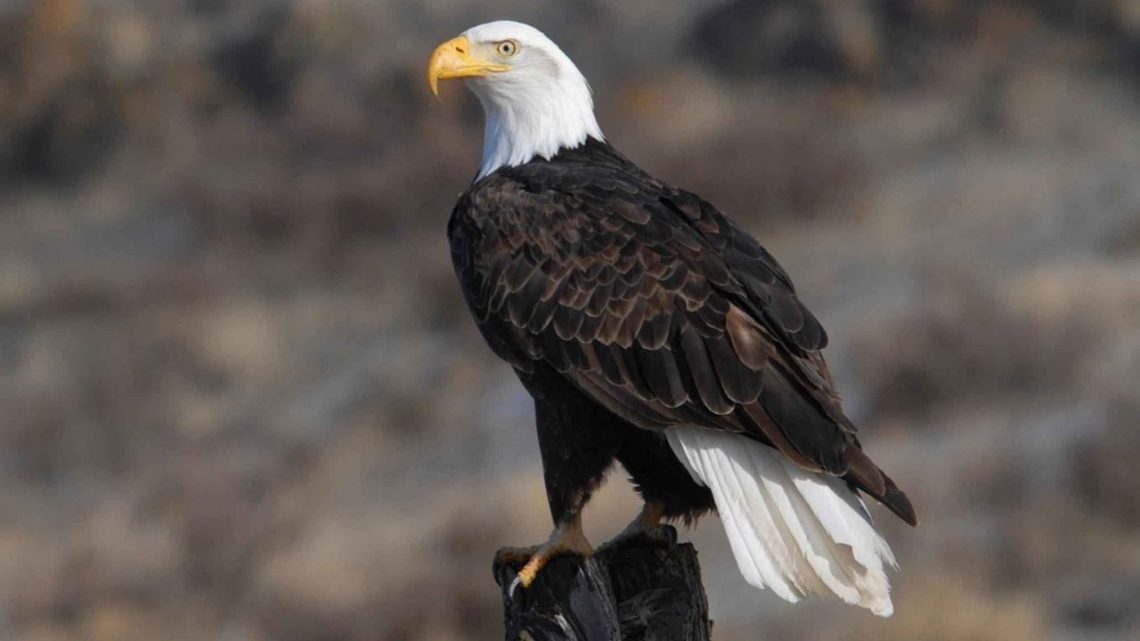 The Bald Eagle can be seen on Lake Mead or Boulder Basin Reservoir during the winter months. They feed mainly on fishes but will also hunt deer, rabbits, squirrels, and large birds such as swans if they are able to catch them before they take flight.