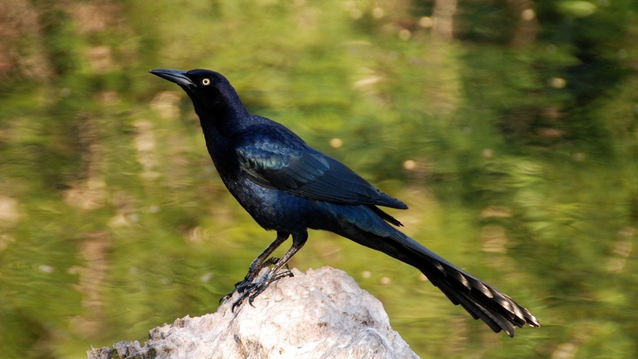 Birds In Las Vegas: A list of birds that can be seen here