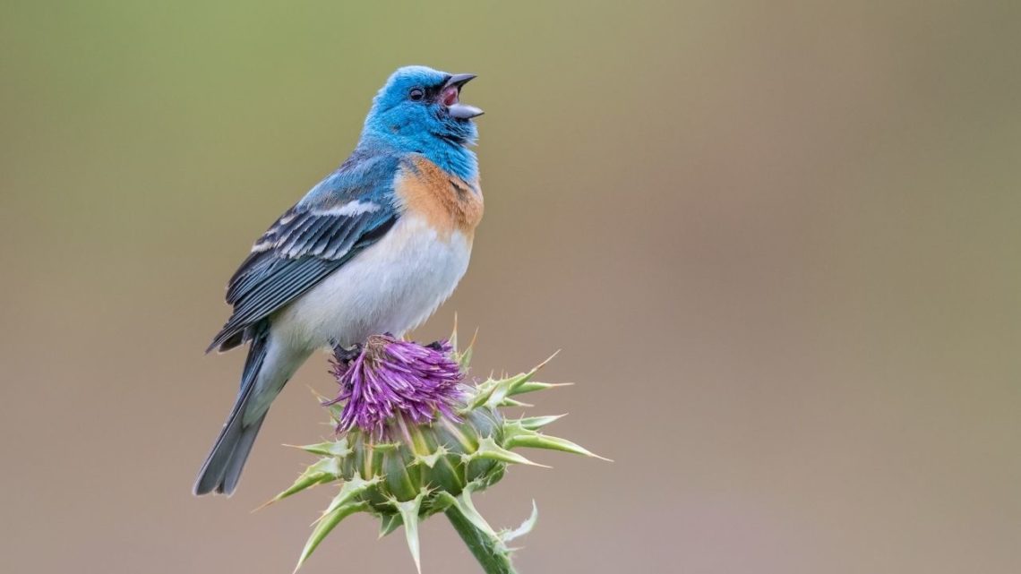 Lazuli Bunting: The Lazuli Bunting (Passerina amoena) is one type of bird located throughout Las Vegas which may be hard to spot due to its small size making it harder for predators such as cats and dogs to find them compared to other types of birds that are visible from a distance.  