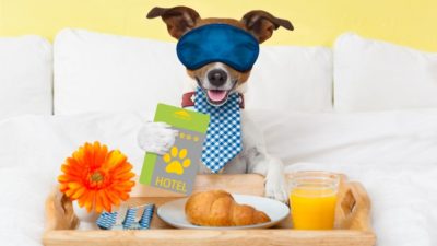Enjoy your vacation by bringing your furry family member with you to stay in a pet-friendly Las Vegas hotel.