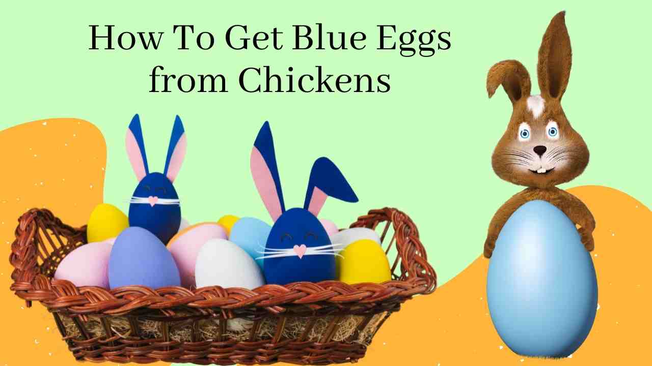 Blue egg-laying chickens are a great addition to any backyard flock! Not only do they lay beautiful eggs, but they're also a fun and interesting breed to keep