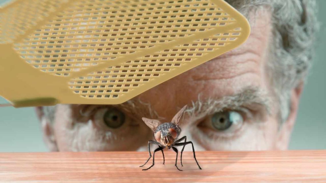 man is close up looking at the fly holding a fly swatter to get rid of the lfy