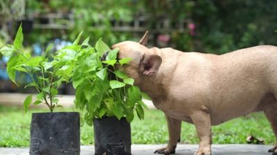 In this blog post, we'll discuss 6 mosquito repellent plants safe for dogs. Keep reading to learn more!