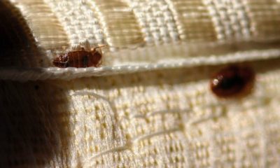 n this blog post, we'll discuss the pros and cons of heat treatment for bed bugs and help you decide if it's the right solution for you.