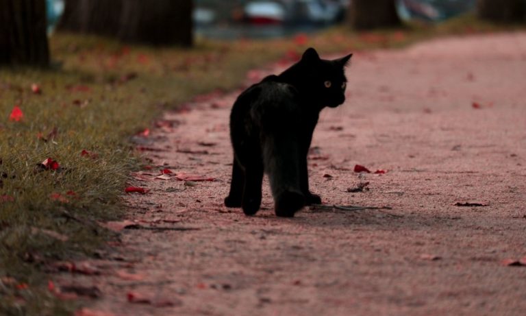 There's no question that cats are smart creatures — but can cats find their way home? According to some experts, the answer is yes.