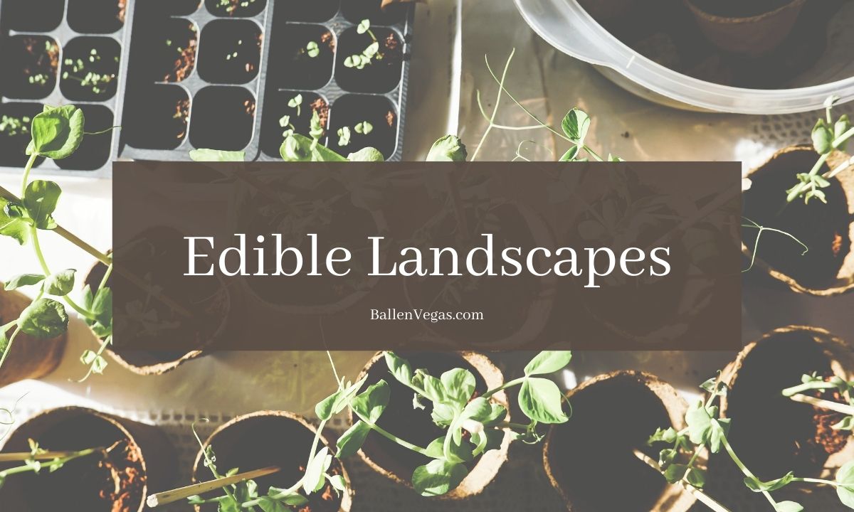 Households should consider creating their own food security system, and one method for doing so is to install an edible landscape.