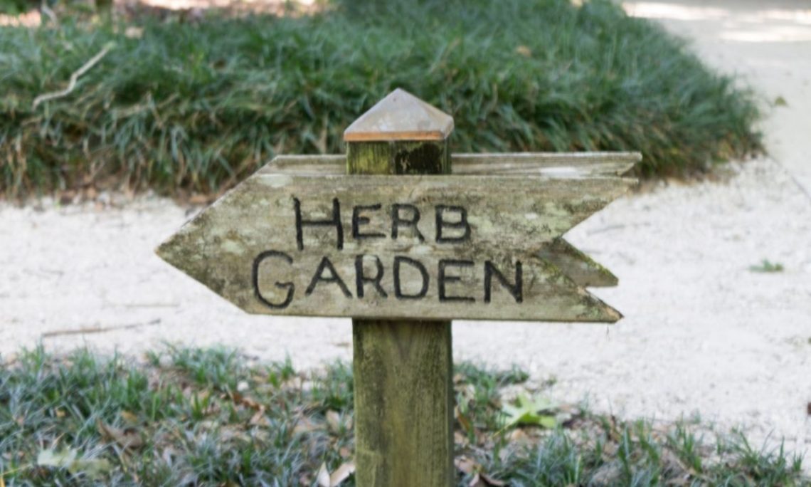 Culinary herbs are a natural addition to the edible landscape.  Both annual and perennial herbs have foliage in various shades of green, and a few, such as the multiple basil varieties, offer red, bi-color, or purple foliage as well.
